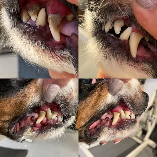 Clean Canines Suffolk